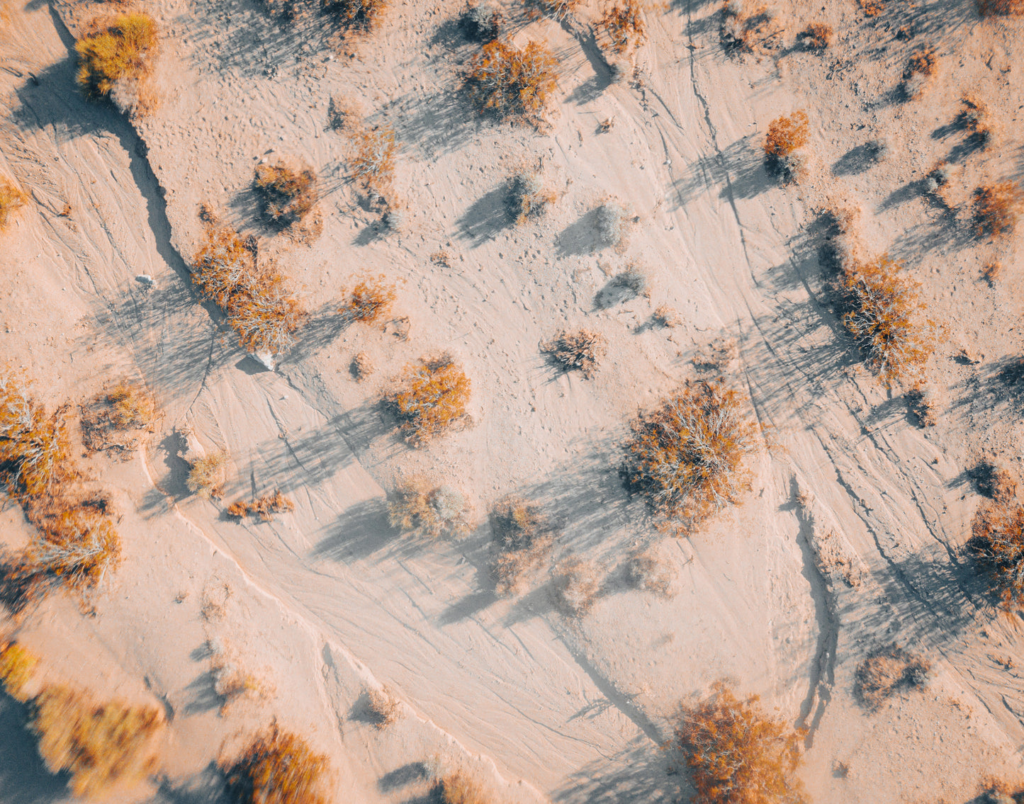 Joshua Tree No. 9 Print