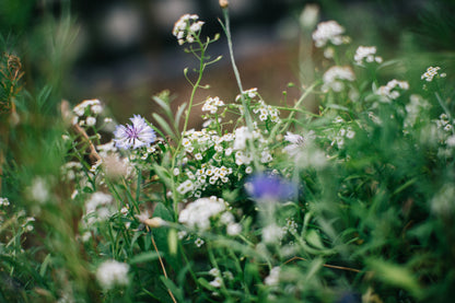 Flowers No. 10 Print
