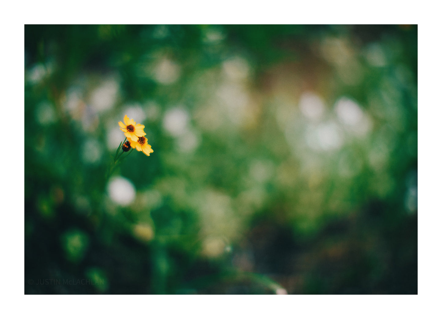Flowers No. 5 (Limited Edition Print)