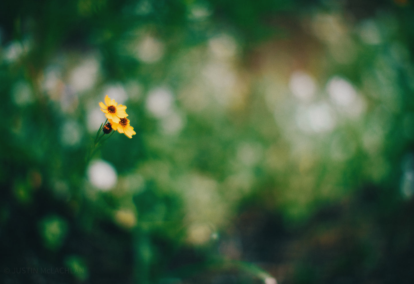 Flowers No. 5 (Limited Edition Print)